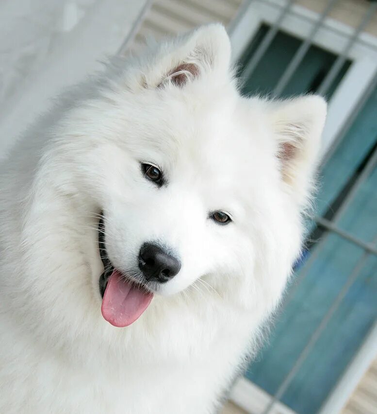 Самоедство синоним. Самоедство у животных. Пузико самоеда. Самоедство у животных. Самоедство у животных.