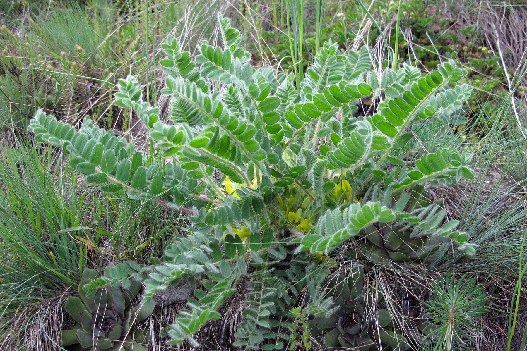 Астрагал шерстистый. Астрогалшерстистоцветковый. Astragalus exscapus. Астрагал датский. Астрагал польза и вред