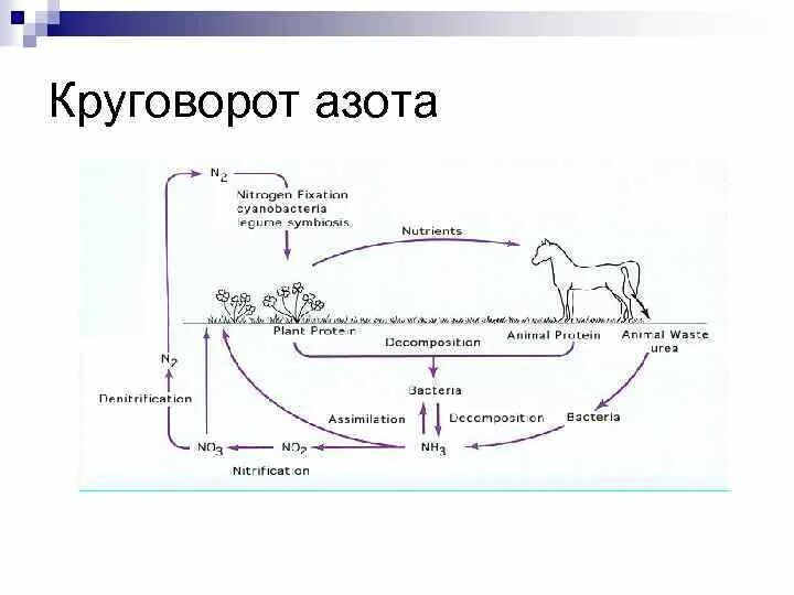 Круговорот азота в природе впр. Круговорот азота ВПР. Круговорот азота. Круговорот азота биология. Круговорот азота в природе схема.