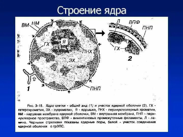 Строение ядрышка. Строение ядра клетки. Строение ядра клетки черно белое. Строение ядра клетки рисунок. Назовите структуры ядра