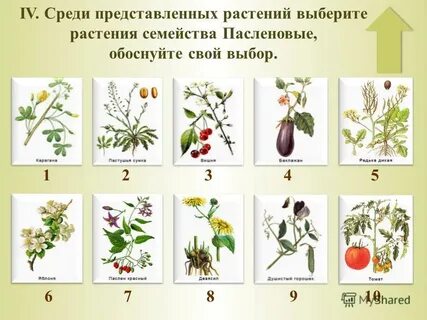 Семейств работа