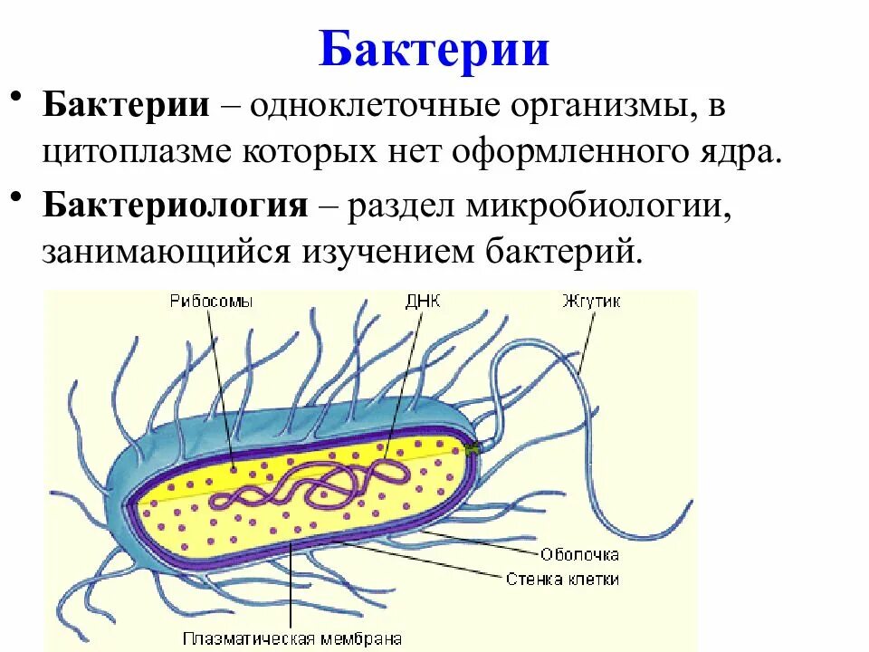 Каковы особенности строения и жизнедеятельности. Бактерии их строение и жизнедеятельность. Биология 5 класс бактерии их строение. Строение царство бактерии биология. Строение и жизнедеятельность бактерий. Размножение бактерий..