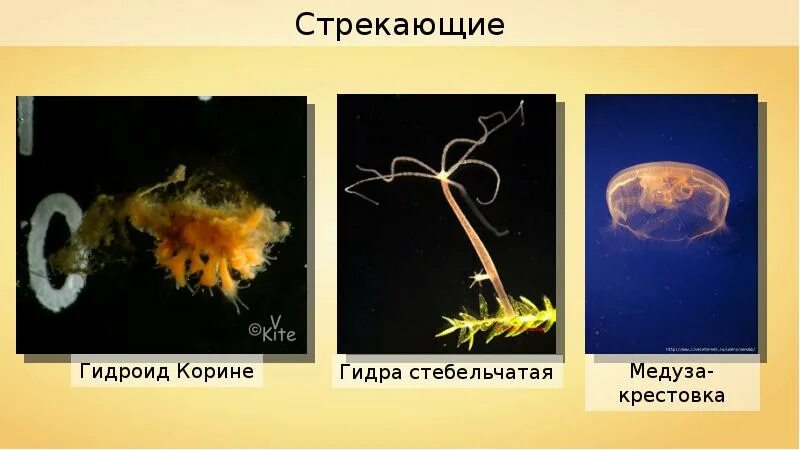 Симметрия тела гидроидных кишечнополостных