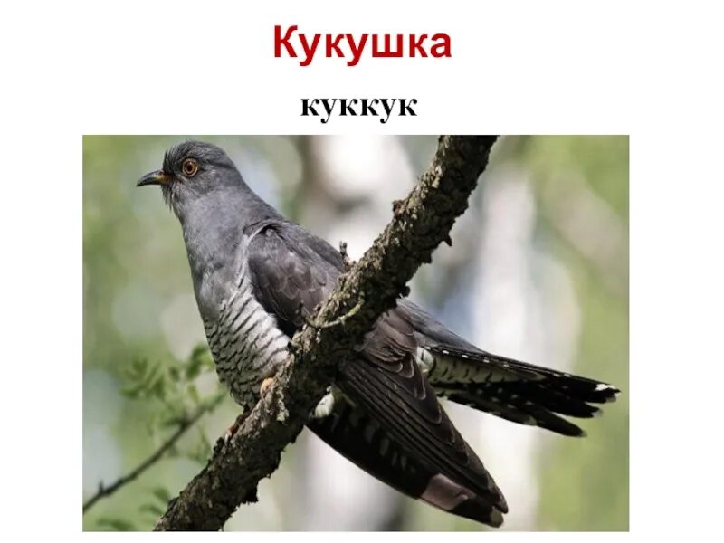 Кукушка какие звуки. Самец кукушки. КПК нпзывается самец кукушки. Муж кукушки. Кукша самец.