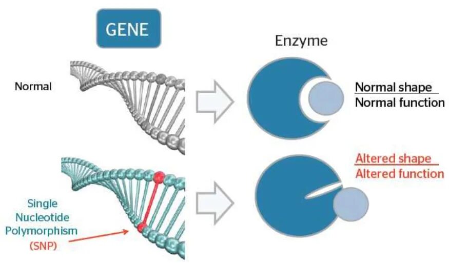 Single nucleotide polymorphism. Snp ген. snp (single nucleotide polymorphism). snp генетика. snp маркеры.