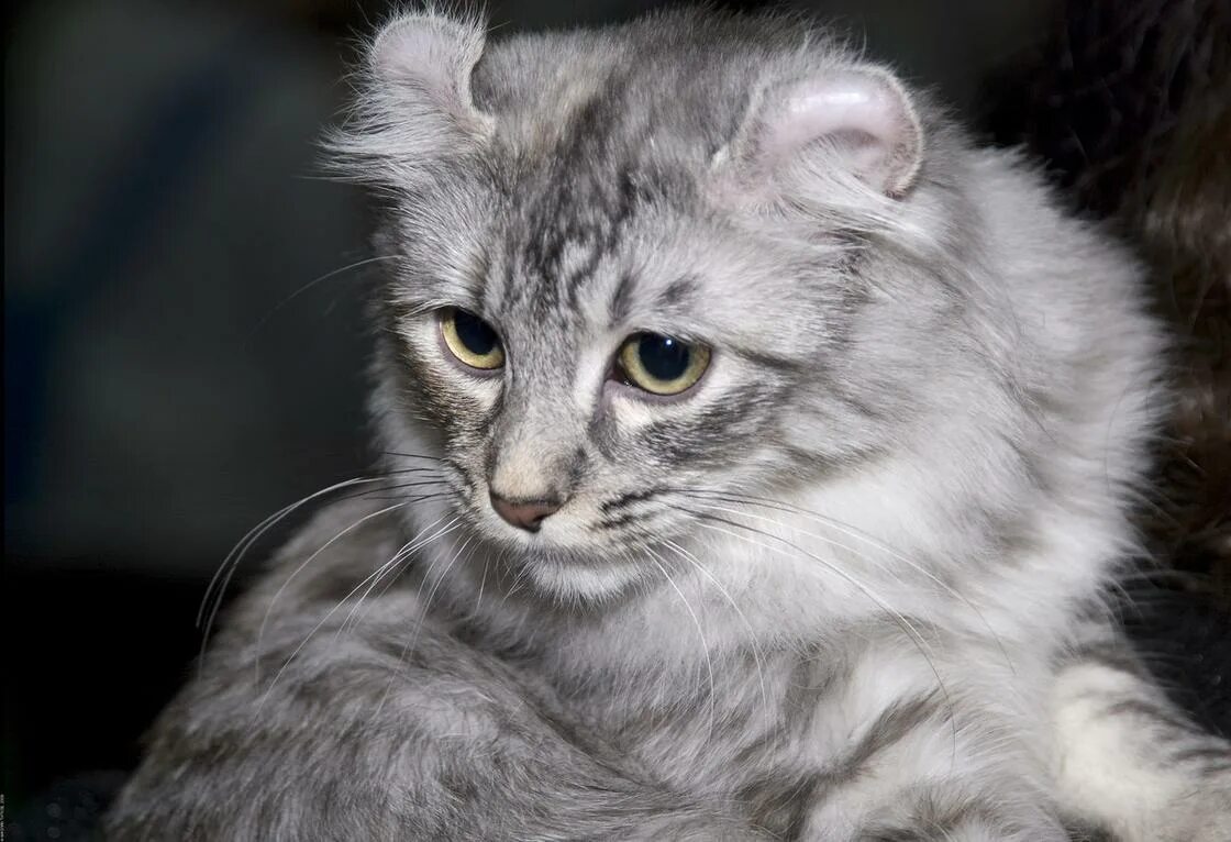 Кошки с пушистыми ушами