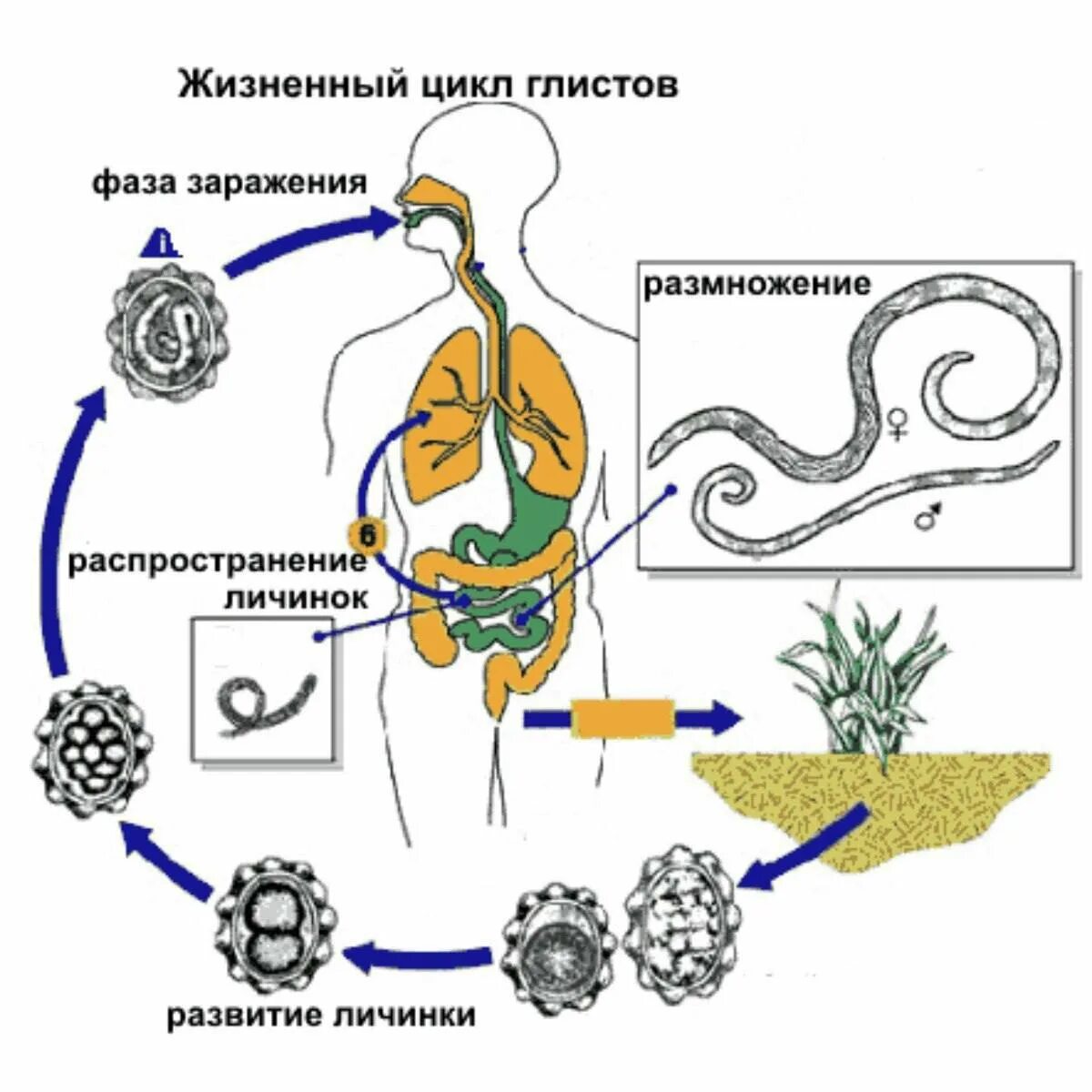 Жизненный цикл гельминтов схема. Схема развития аскариды. Жизненный цикл глистов.