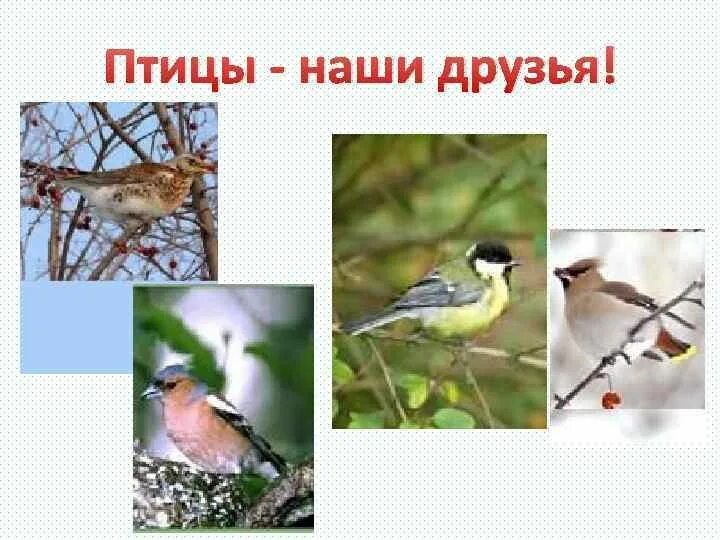 Птички наши друзья. Птицы наши пернатые друзья. Птицы наши пернатые друзья. Птицы наши друзья презентация. Перелетные птицы для дошкольников.