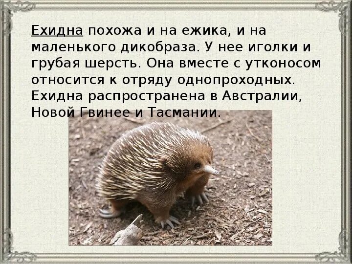 Еж относится к отряду