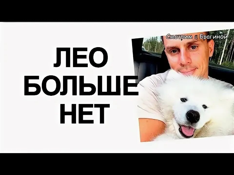 Лео дом. Собака лео. лео из дома 2 фото. порода лео с дома 2. порода собаки лео из дома-2.