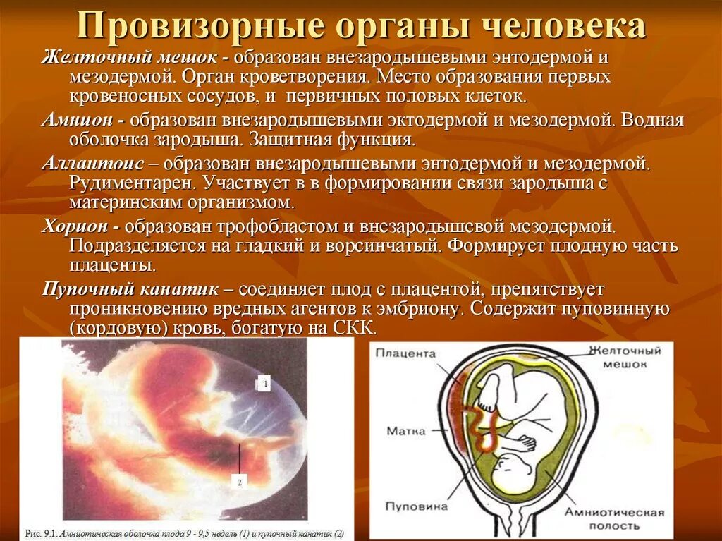 Хорион амнион аллантоис функции. Функции амниона желточного мешка. Строение зародыша эмбриона человек. Зародышевые оболочки амнион и хорион.