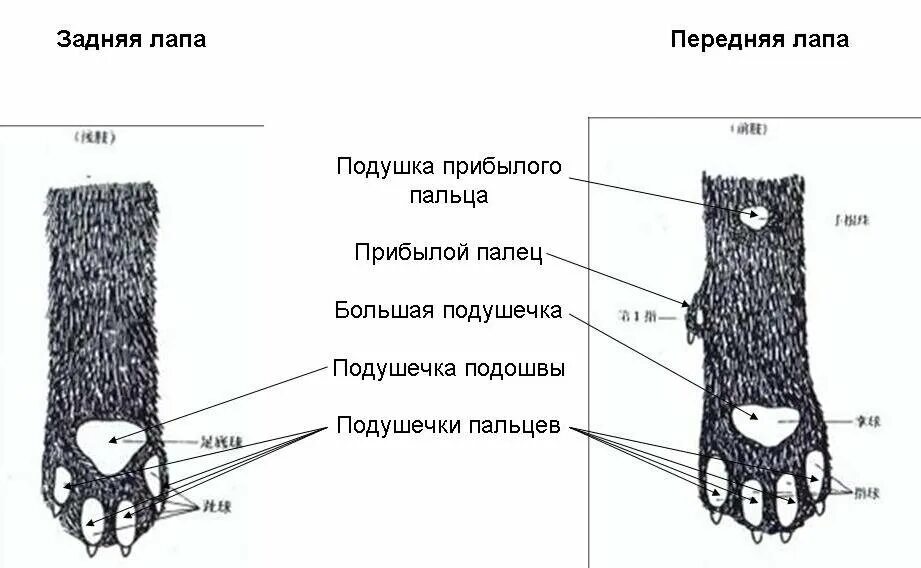 Как понять лапки. Подушечки на лапах строение. Строение лапы кота передней. Сколько пальчиков у кошек на передних лапах. Строение задней лапы кота.