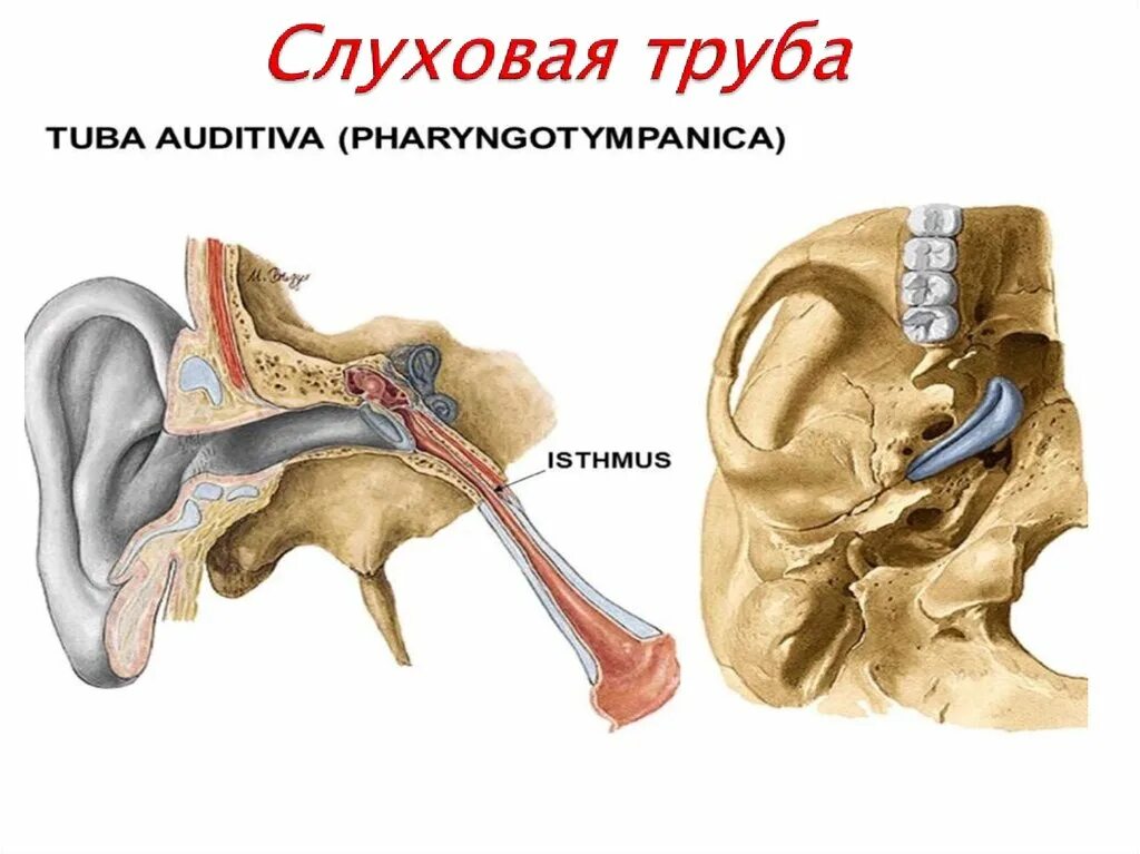 Слуховая (евстахиева) труба (Tuba auditiva). Евстахиева трубаанатосмия. Евстахиева (слуховая) труба анатомия. Строение уха евстахиева труба. Слуховые трубочки