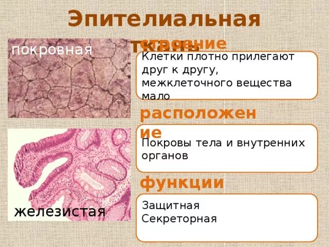 Эпителиальная железистая ткань функции. Эпителиальная ткань железистая строение и функции. Секреторная эпителиальная ткань. Строение железистой эпителиальной ткани.