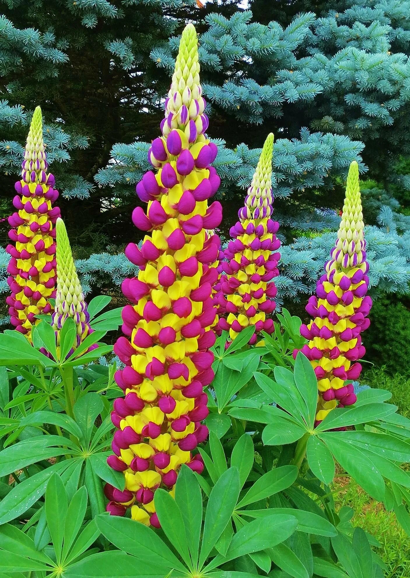 Люпин многолистный. Люпин перпл Йеллоу. Люпин Lupinus Purple/Yellow. Люпин гибридный. Люпин многолетний фото