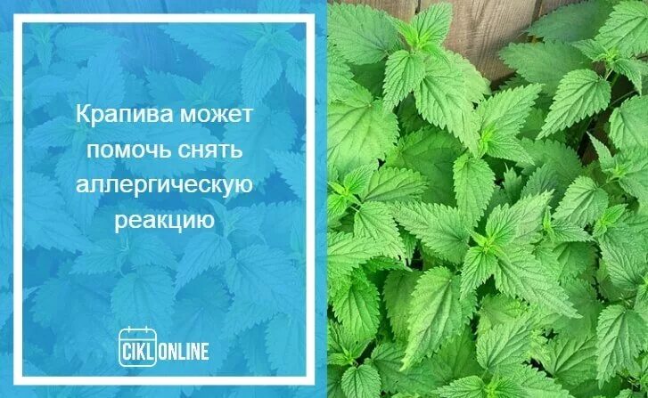 Крапива при месячных отзывы. Крапива от обильных месячных. Крапива для месячных. Аллергия на растение крапиву.