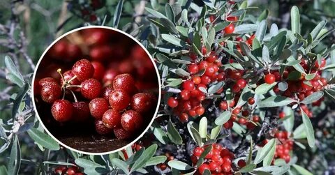 Шефердия описание сорта фото отзывы