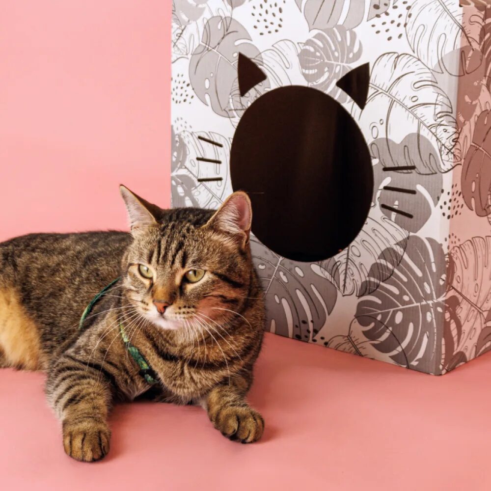 Urban cats. Urban cats