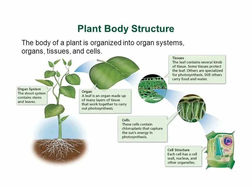 Plant structure. Plan structure. Plant Organs.