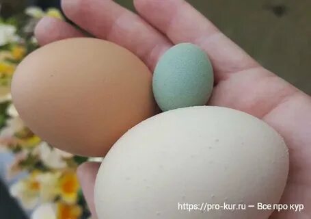 Почему куры несут мелкие