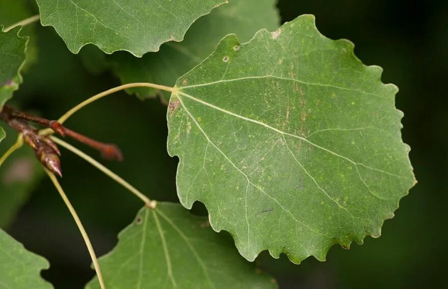 Горючие листья. Осина (Populus tremula). Осина обыкновенная (Populus tremula). Осина обыкновенная лист. Тополь дрожащий осина листья.