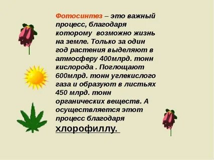 Что образуют растения в процессе фотосинтеза