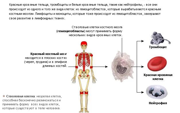 Где располагаются клетки крови. Стволовые клетки кости человека являются. Где находится клетка в организме человека. Где образуется красный костный мозг.