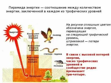 Трофические уровни первичной продукции