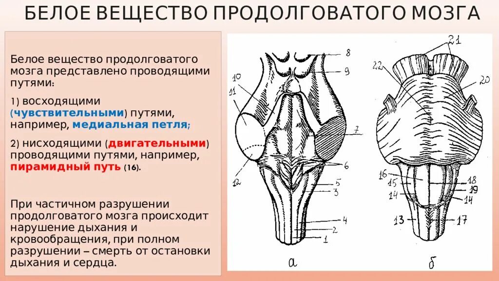 Капилляр щитовидной железы продолговатый мозг. Структуры серого и белого вещества в продолговатом мозге. Структуры белого вещества продолговатого мозга. Поперечное сечение продолговатого мозга. Продолговатый мозг серое и белое вещество.