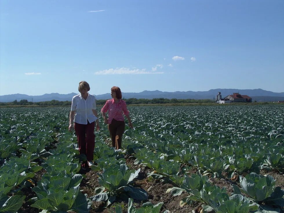 Совхоз. Ленинградский совхоз. Аграрно-промышленные объединения ссср. Совхозы северного казахстана. Ленинградский совхоз.
