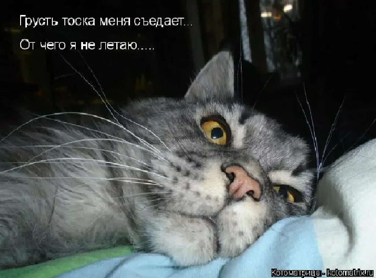 Тоска тоскливый тоскливо. Поесть или поспать. Грусть тоска меня съедает. Грусть тоска прикольные. Грусть тоска с надписью.
