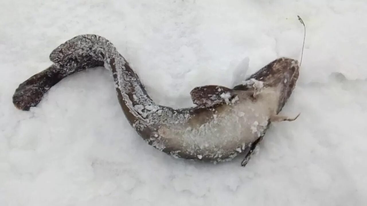 Как почистить налима. Налим. налим зимой. налим на снегу. зимняя рыбалка на налима.