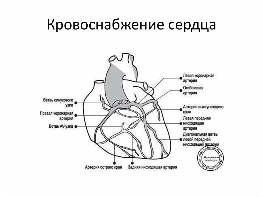 Коронарные артерии кровоснабжают. Схема коронарного кровообращения сердца. Анатомия коронарных артерий сердца. Строение коронарных артерий сердца. Коронарные артерии схема.