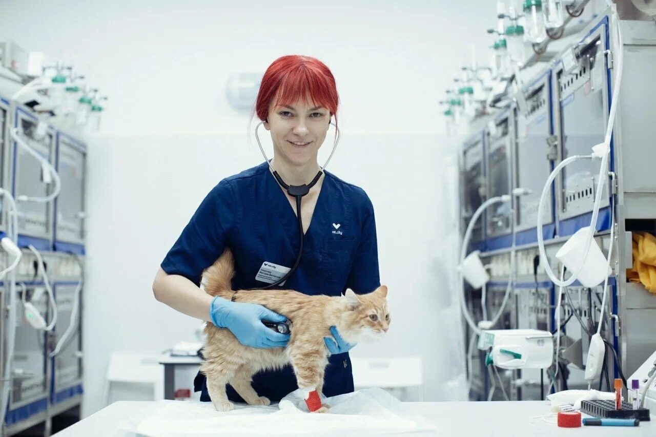 клиника современной медицины на улице некрасова ярославль. стоматология камея в ярославле на московском. клиника константа ярославль. нт медицина лор. клиник фит.