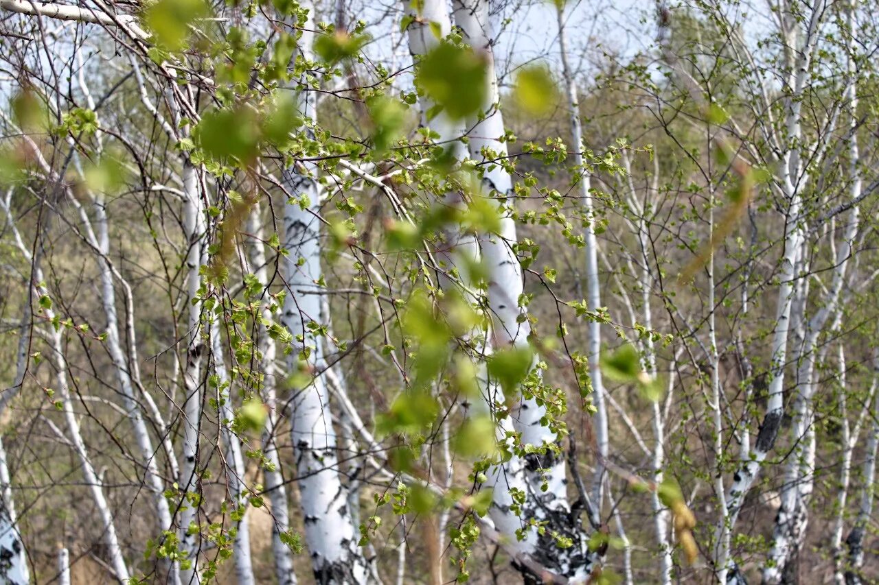 Включи березка. Реликтовая береза Медведева (Betula medwedewii). Береза березовый Березняк. Березовая роща березы с сережками. Береза весной.