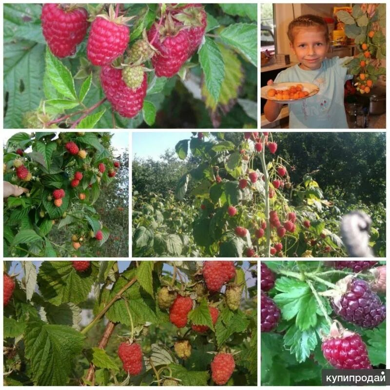 питомник воронеж каталог саженцев с ценой. воронежский плодопитомник. интернет магазин саженцев сады россии челябинск. плодопитомник дорофеева воронеж. питомник воронеж каталог саженцев с ценой.