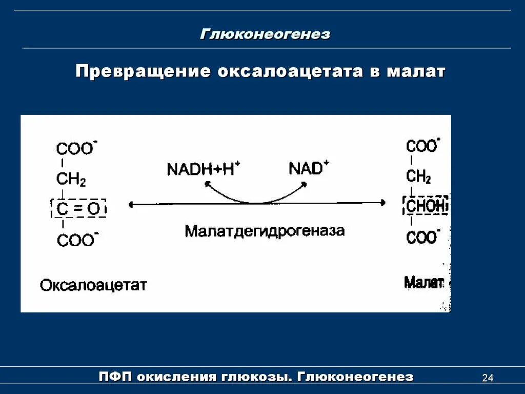 Лактат в оксалоацетат. Образование Глюкоза из оксалоацетата реакции. Реакция превращения пирувата в оксалоацетат. Образование оксалоацетата из пирувата. Синтез глюконеогенеза