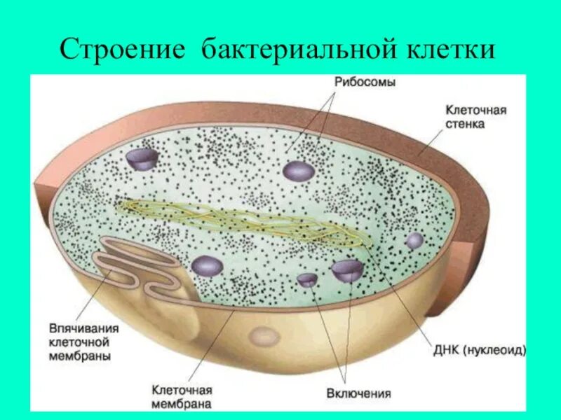 Клетка бактерии клеточная мембрана. Строение прокариотической бактерии. Строение прокариотической бактериальной клетки. Структура прокариотной клетки. Структуры в прокариотический клетка.