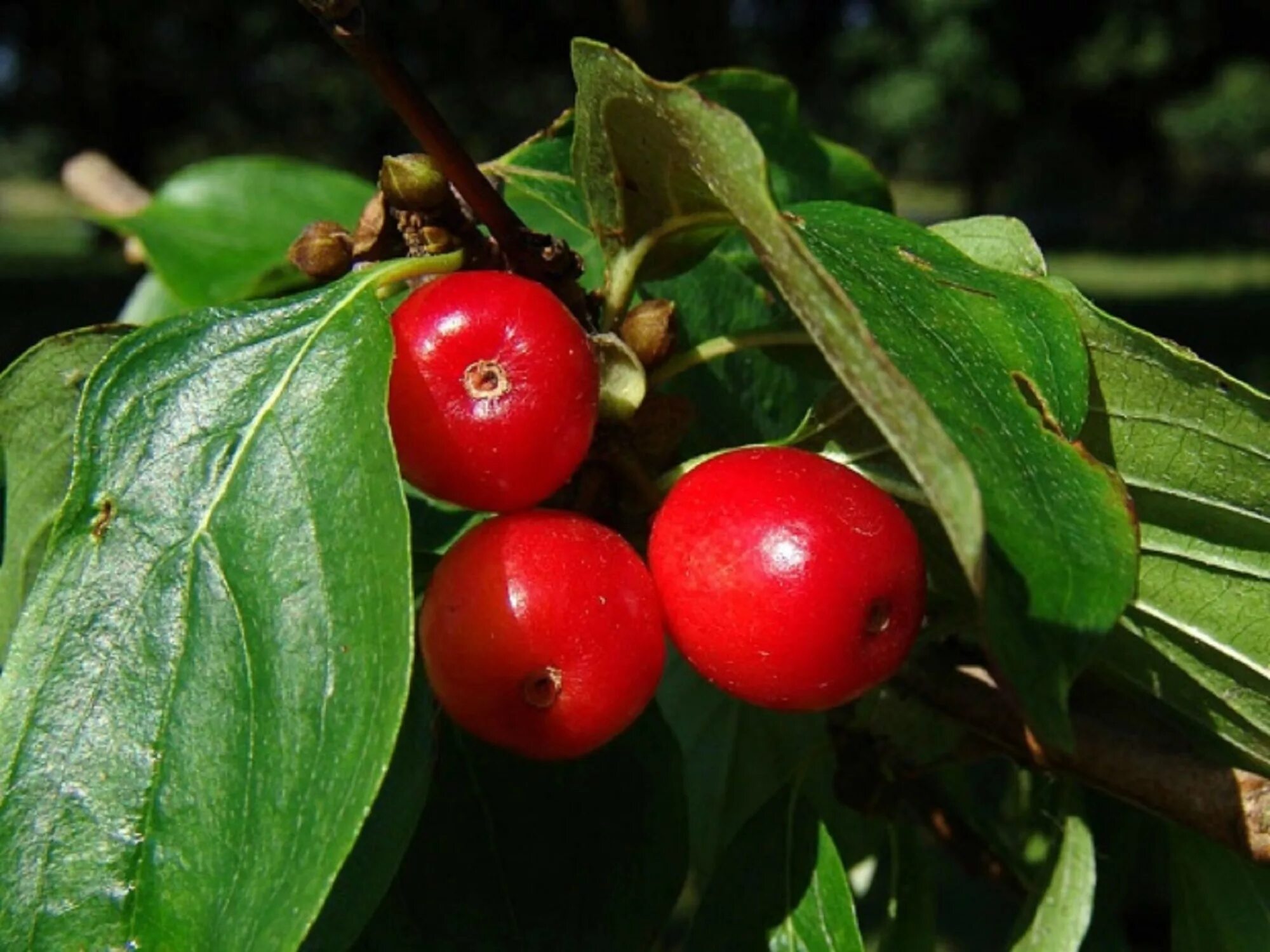 Маленькая ягода похожа. Кизил Cornus mas. Кизил Dogwood. Кизил (дёрен мужской) Голден Глори. Дерен (кизил) съедобный.