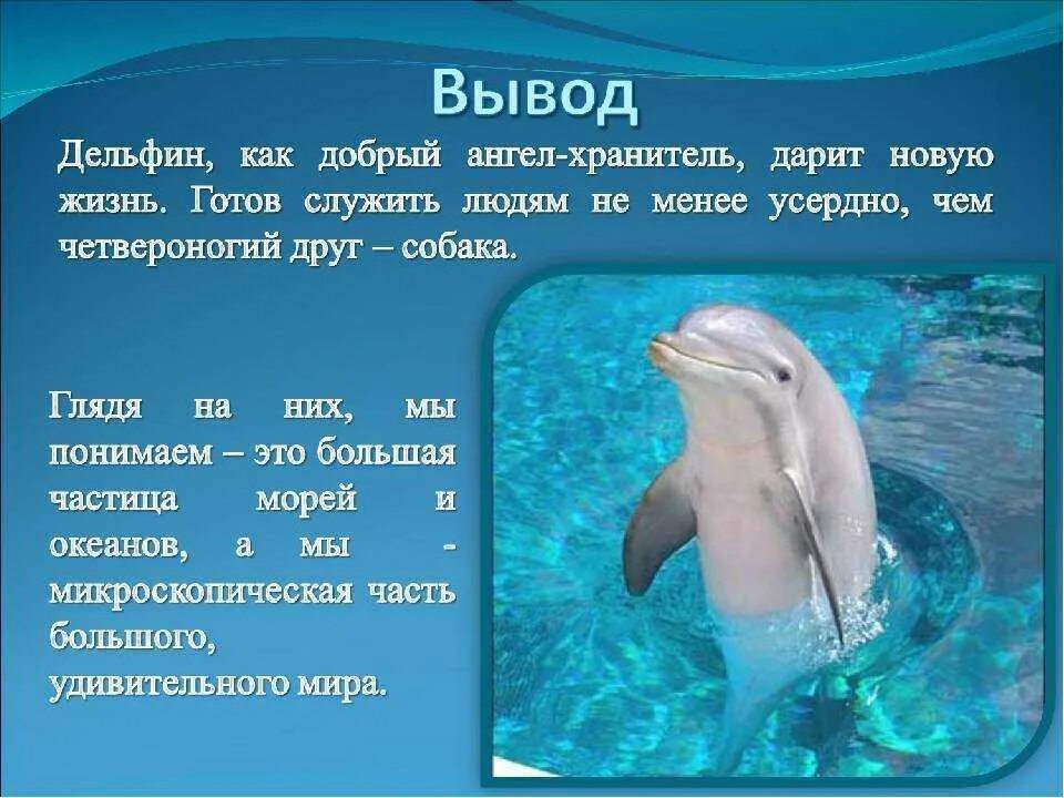 Дельфины впр 4 класс основная мысль