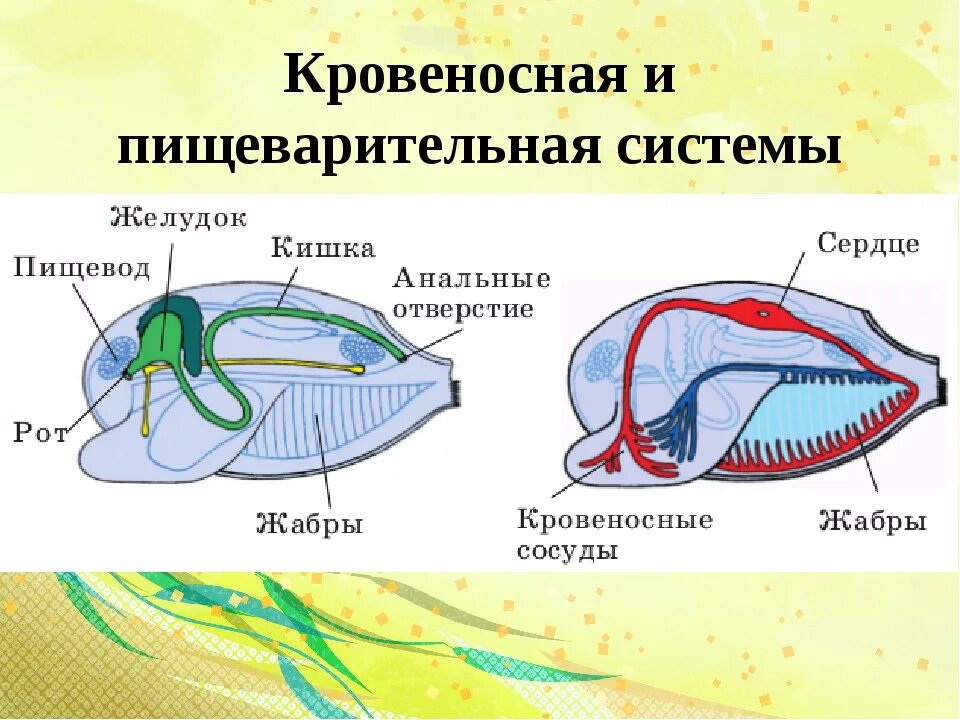 Какие органы дыхания характерны для наземных моллюсков. Система органов двустворчатых моллюсков. Внутреннее строение двустворчатого моллюска беззубки. Пищеварительная система беззубки. Дыхательная система беззубки.