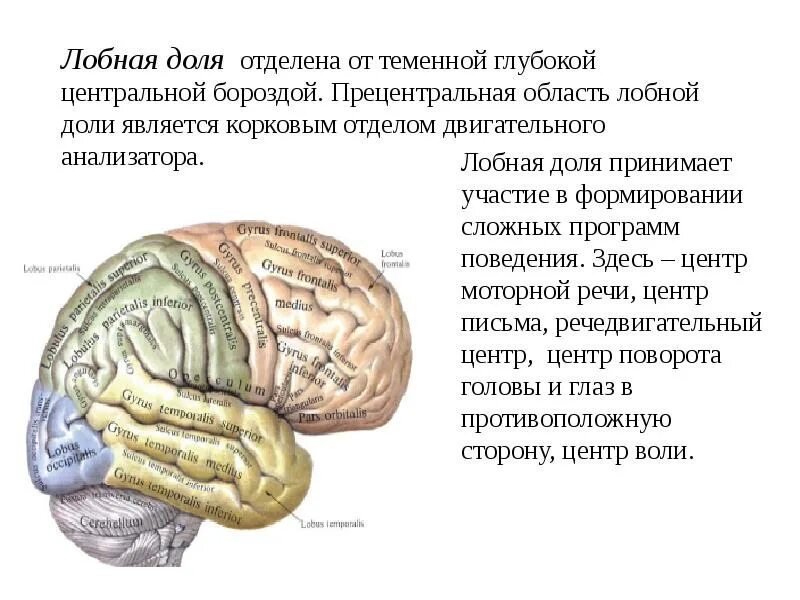 Корковые анализаторы лобной доли. Роль лобных долей головного мозга. Функции лобной доли головного мозга.
