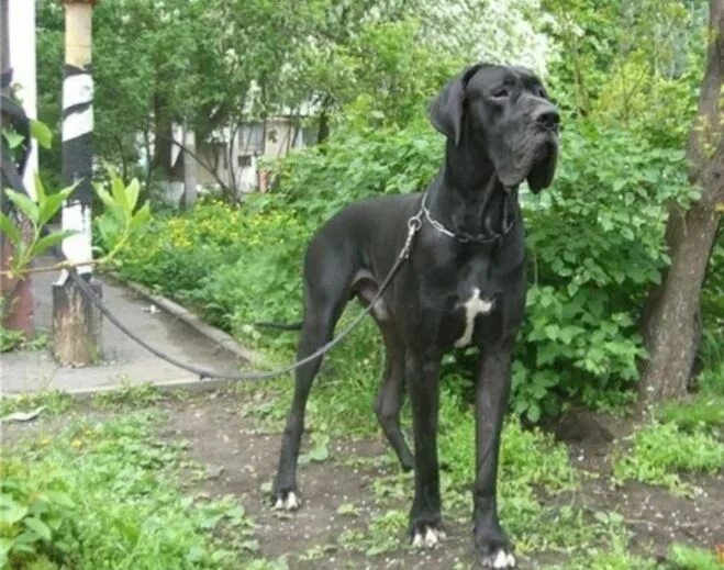 Собака баскервилей какие собаки снимались. Собака баскервилей какие собаки снимались. Собака баскервилей порода. Собака баскервилей какие собаки снимались. Собака баскервилей какие собаки снимались.