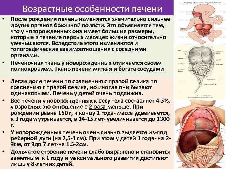 Масса печени составляет. Возрастные особенности печени. Возрастные особенности брюшной полости. Возрастные изменения печени. Особенности печени новорожденного.