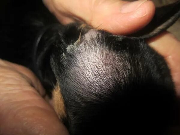 После прививки у собаки шишка на холке. У собаки залысины за ушами.