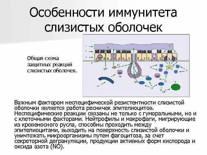 Обеспечивают иммунные реакции. Иммунитет слизистых оболочек иммунология. Особенности иммунитета слизистых оболочек. Факторы местного иммунитета слизистых оболочек. Факторы местного иммунитета кожи слизистых.