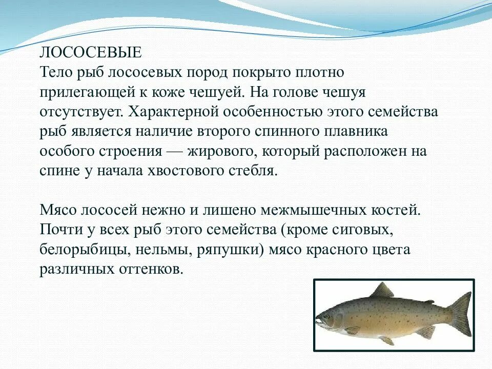 Семейства рыб. Характеристика семейства лососевых рыб. Основные семейства промысловых рыб. Обработка рыбы семейства лососевых. Лососевая рыба 7