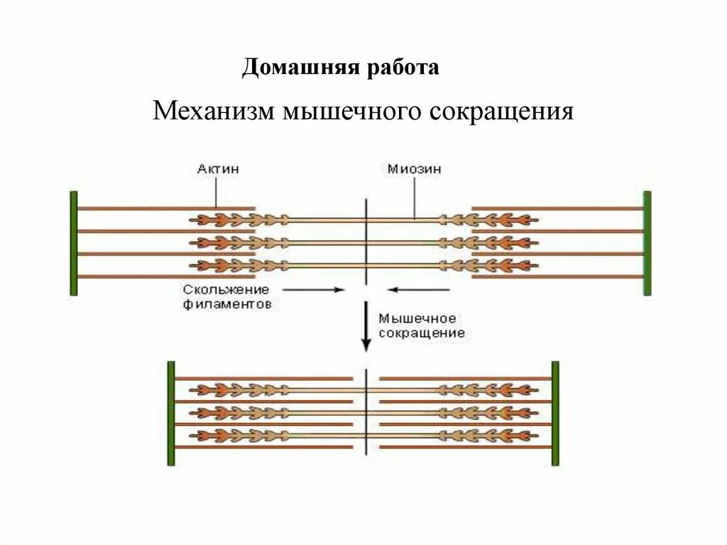 Сократительной единицей миофибриллы является. Миофибриллы строение и функции таблица. расположение миофибрилл в мышечном волокне. механизм сокращения миофибрилл. механизм сокращения поперечно-полосатых мышечных клеток..