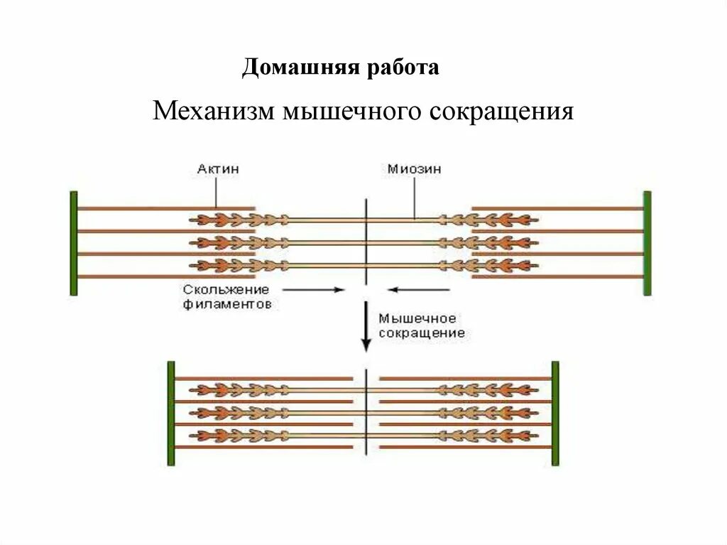 Каким номером на рисунке обозначена миофибрилла. Строение миофибриллы. Схема фазы сокращения миофибрилл. Миофибриллы строение и функции таблица. Подпишите структурные элементы миофибриллы.