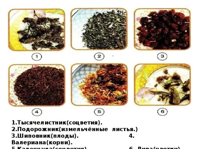 Окруж растения в домашней аптечке. Растения в домашней аптечке 2 класс. Растения в домашней аптечке окружающий мир. Лекарственные растения в домашней аптечке 2 класс. Растения в домашней аптечке 2